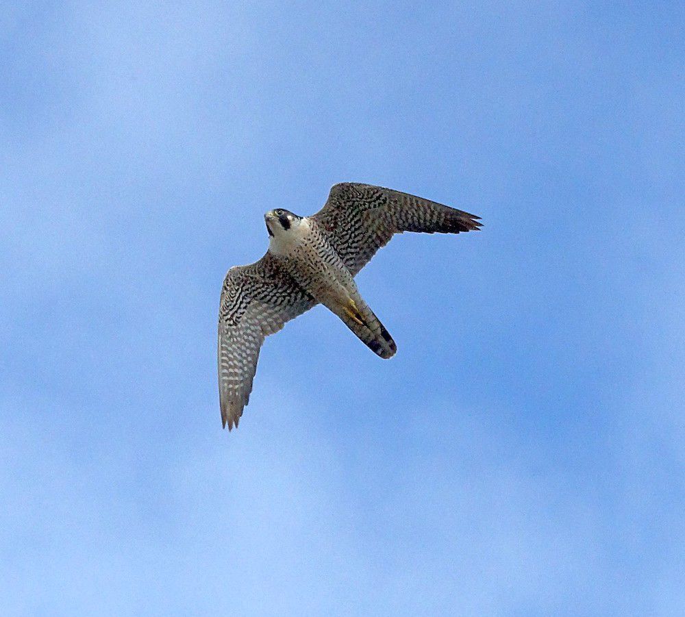 Peregrine falcon
